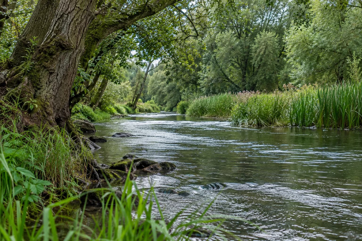 Photorealistic concept image of a river flowing through British woodland